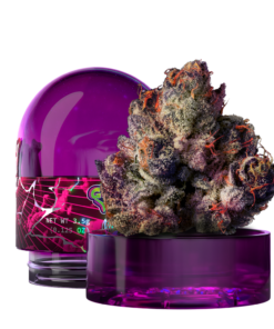 Wizard Trees New Yorker